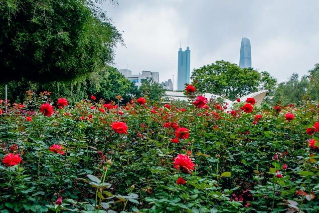 深圳39个景点，免费玩