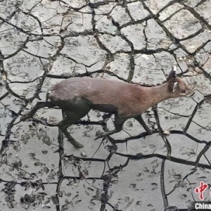 湖北五峰：野生毛冠鹿被困污水池 警民携手救助