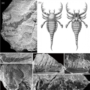 体长1米，我国首次发现4.3亿年前的“海蝎子”