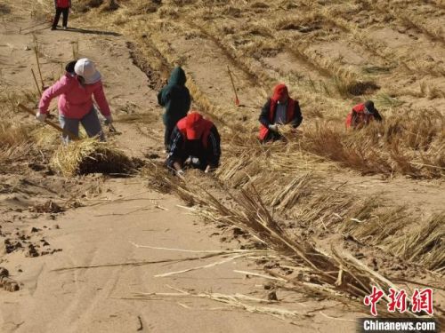 图为甘肃凉州区干部跪在斜坡上压沙，徒手刨坑埋草方格。　闫姣 摄