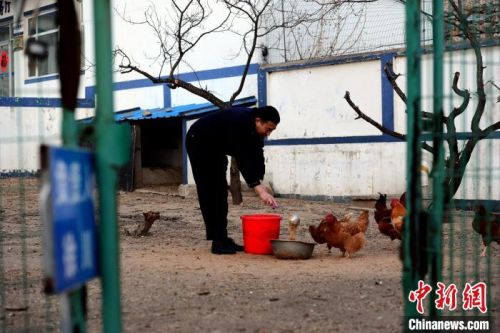 派出所院子里，*** 在喂鸡。　杨兵 摄