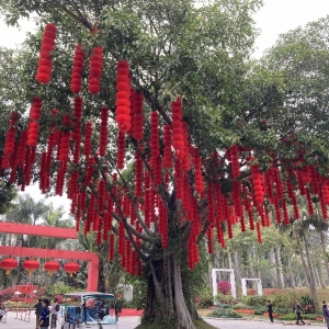 这一抹中国红十分刺眼
！深圳432条途径
吊挂
灯笼