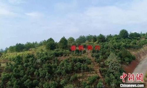 位于广东梅州平远县的梅片树莳植 基地 广东省林业局 供图